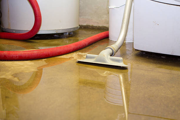 Best Mold removal after water damage  in Clayton, NJ